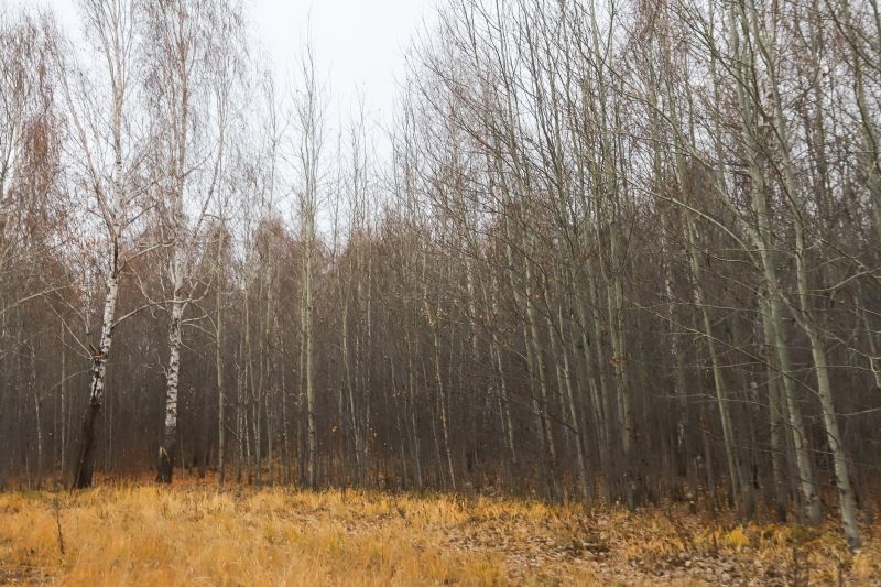 River Birch Trimming