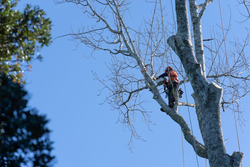 Arborist with Climbing Gear