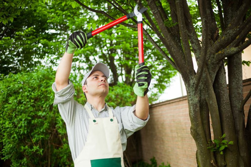 Arborist Performing Trimming