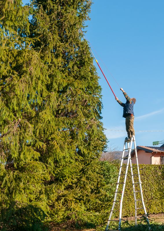 Tree Trimming in Bloom